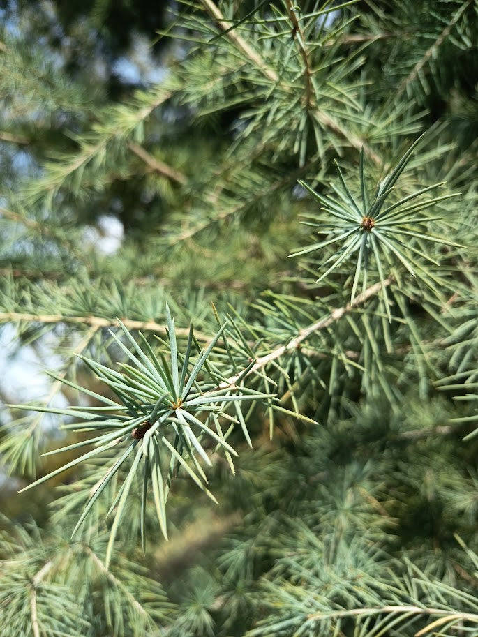 CEDRO DEL LIBANO - CEDRUS LIBANI   1,60