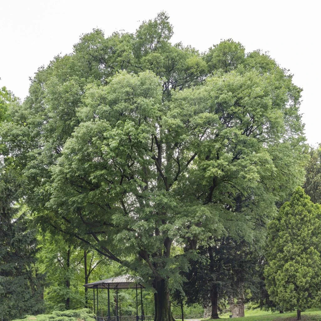 CELTIS AUSTRALIS - ALMEZ 1,80