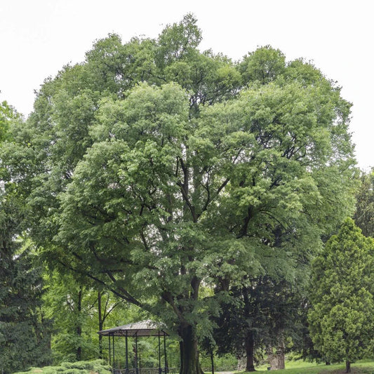CELTIS AUSTRALIS - ALMEZ 1,80