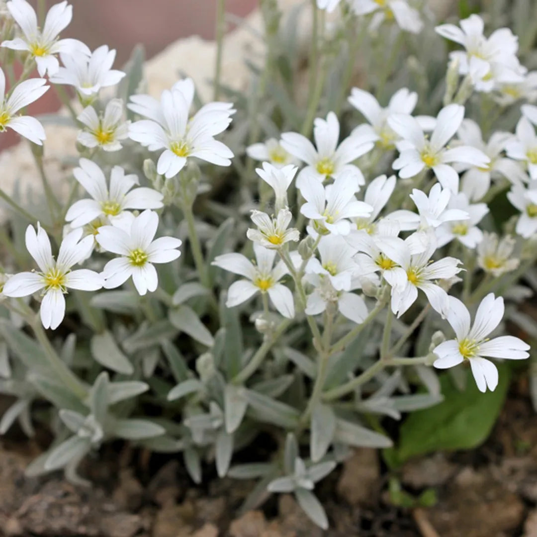 CERASTIUM TOMENTOSUM