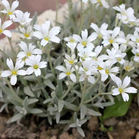 CERASTIUM TOMENTOSUM