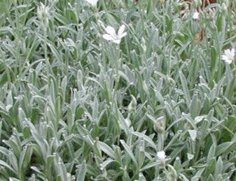 CERASTIUM TOMENTOSUM