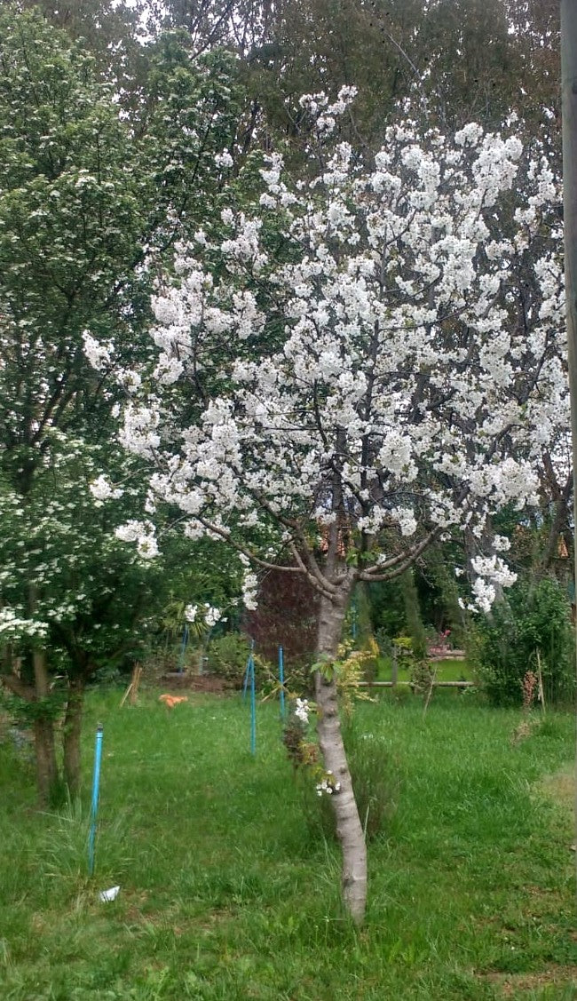 CEREZO CORAZON DE PALOMA 1,60