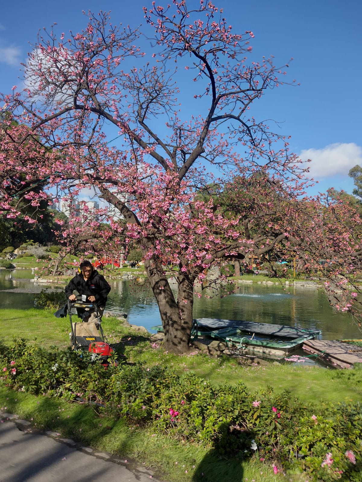 CEREZO DE FLOR - PRUNUS SUBHIRTELLA  1,60 A 1,80