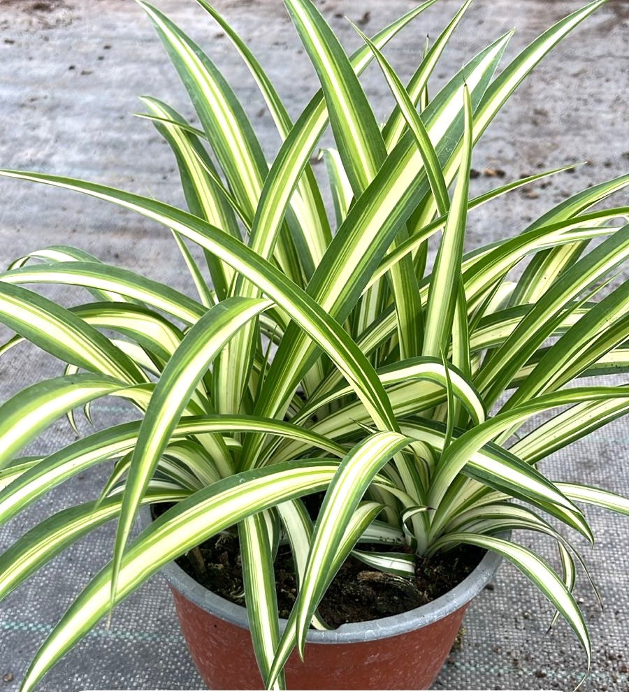 CINTA O MALA MADRE- HLOROPHYTUM COMOSUM