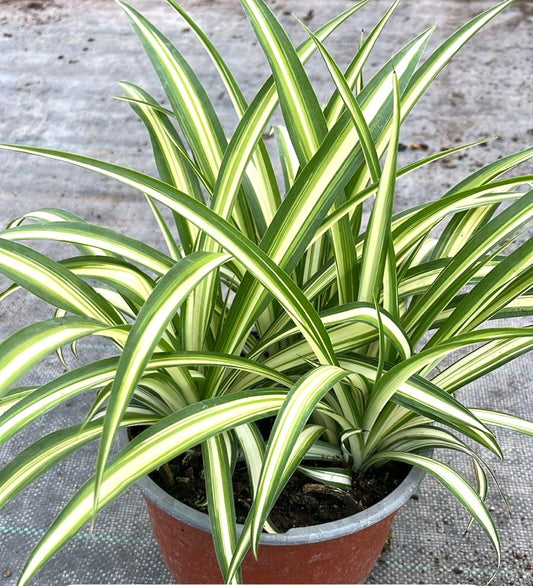 CINTA O MALA MADRE- HLOROPHYTUM COMOSUM