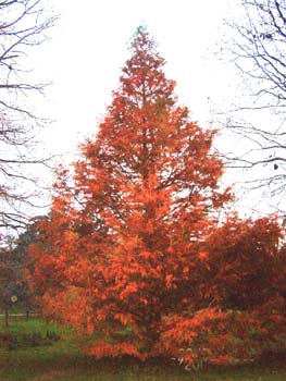 CIPRES CALVO - TAXODIUM DISTICHUM 1,50 A 1,80