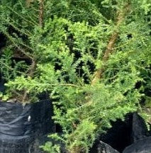 CIPRES MACROCARPA  1,20 A 1,50