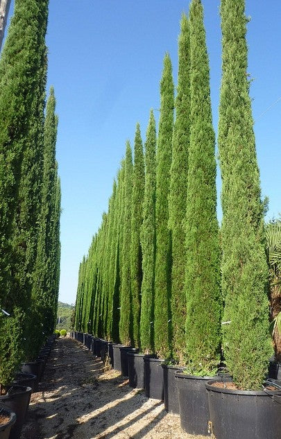 CIPRES PIRAMIDAL - CUPRESSUS SEMPERVIRENS  2,00 A 2,50 M