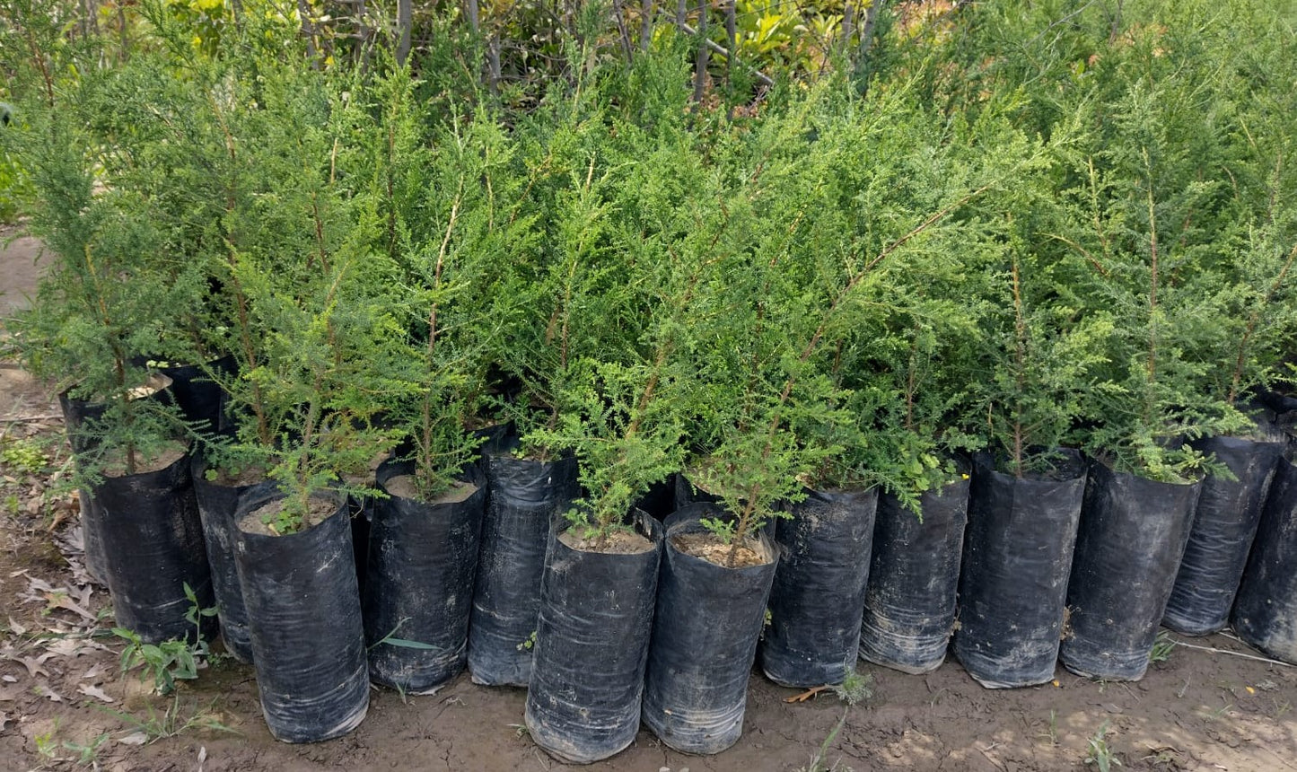 CIPRES MACROCARPA 0,20 A 0,30