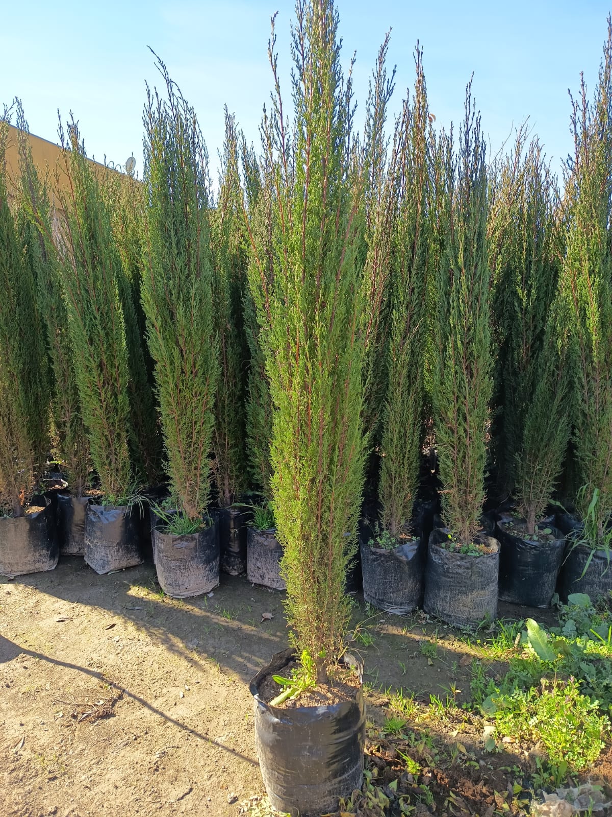 CIPRES PIRAMIDAL - CUPRESSUS SEMPERVIRENS  2,00 A 2,50 M