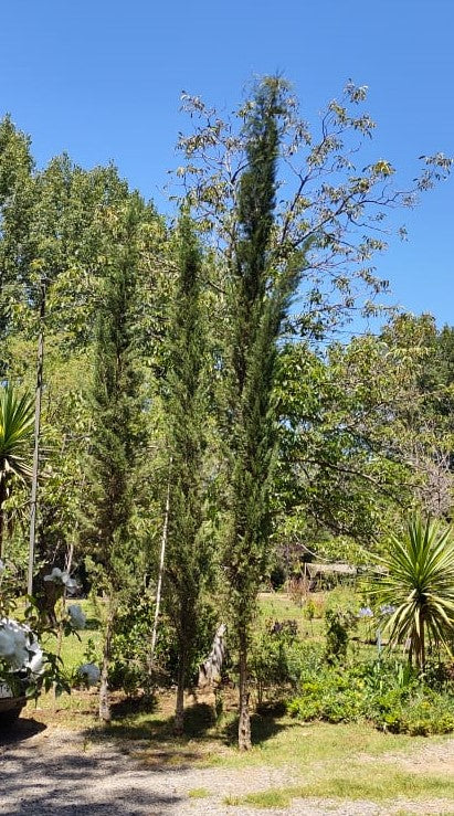 CIPRES PIRAMIDAL - CUPRESSUS SEMPERVIRENS  2,00 A 2,50 M