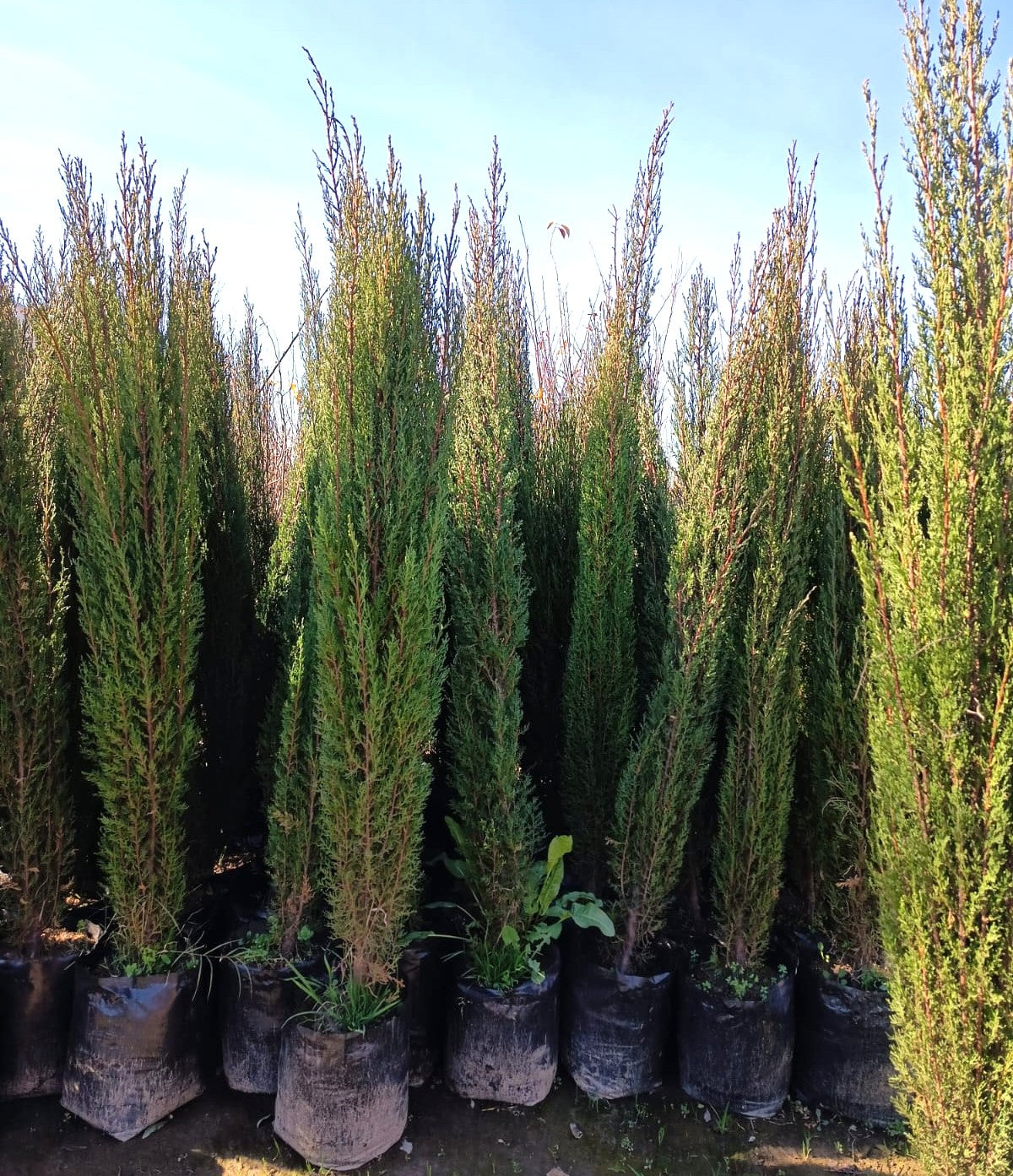 CIPRES PIRAMIDAL - CUPRESSUS SEMPERVIRENS  2,00 A 2,50 M
