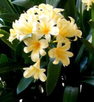 CLIVIA MINIATA