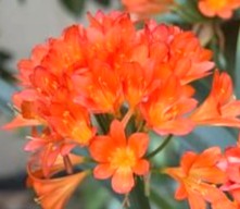 CLIVIA MINIATA