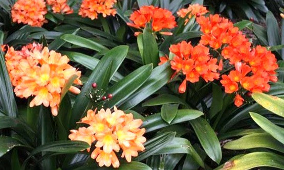 CLIVIA MINIATA
