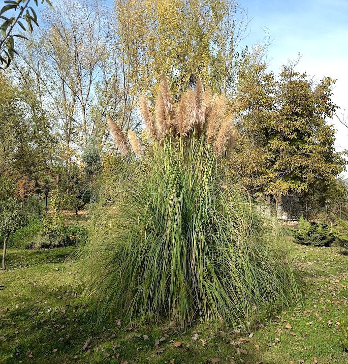 COLA DE ZORRO - CORTADERIA SELLOANA 1,00