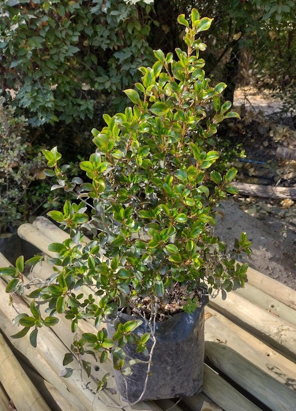 COPROSMA CHOCOLATE - COPROSMA SPP - KARO RED40 A 70 cm