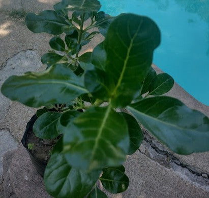 COPROSMA VERDE - BAUERI  80 A 1,00 m