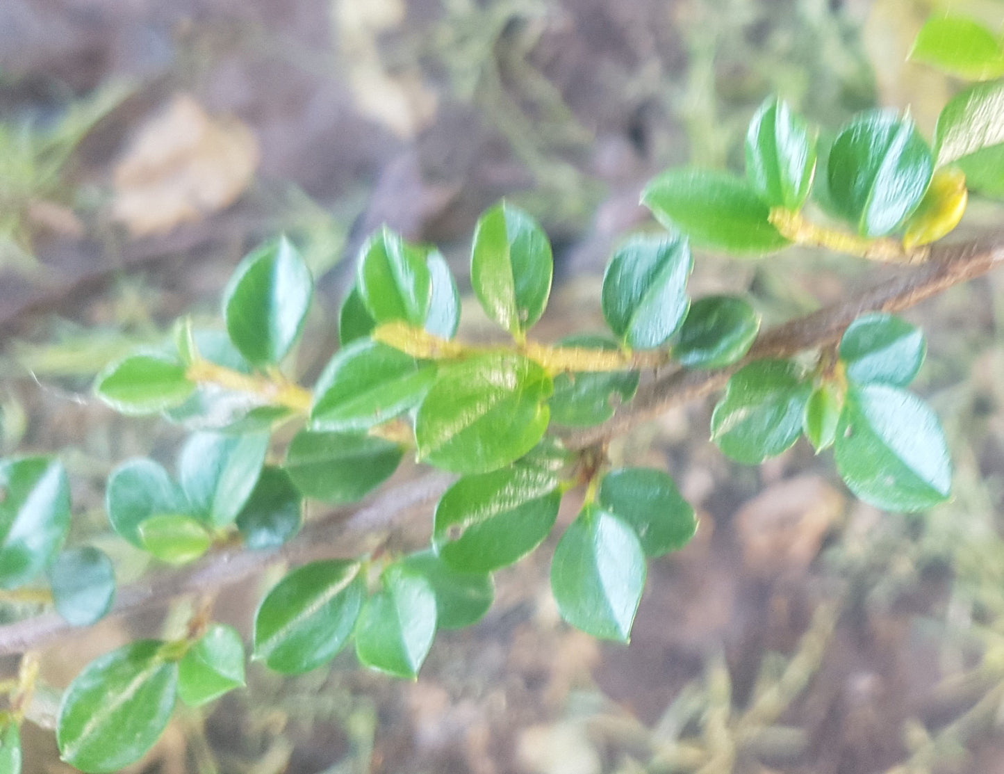 COTONEASTER HORIZONTAL - COTONEASTER HORIZONTALIS