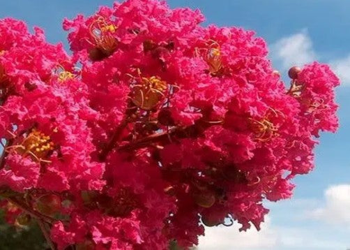 CRESPONES - ARBOL DE JUPITER 1.20 a 1,50