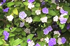 DIAMELOS - BRUNFELSIA AUSTRALIS 0,30