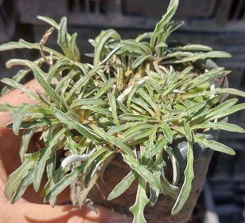 DYMONDIAS - DYMONDIA MARGARETAE