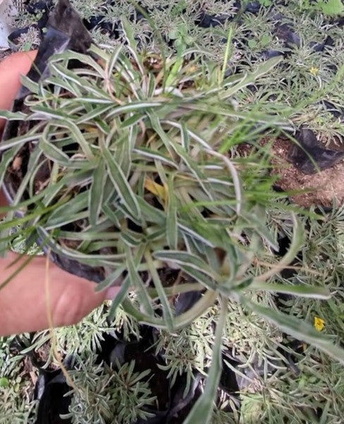 DYMONDIAS - DYMONDIA MARGARETAE
