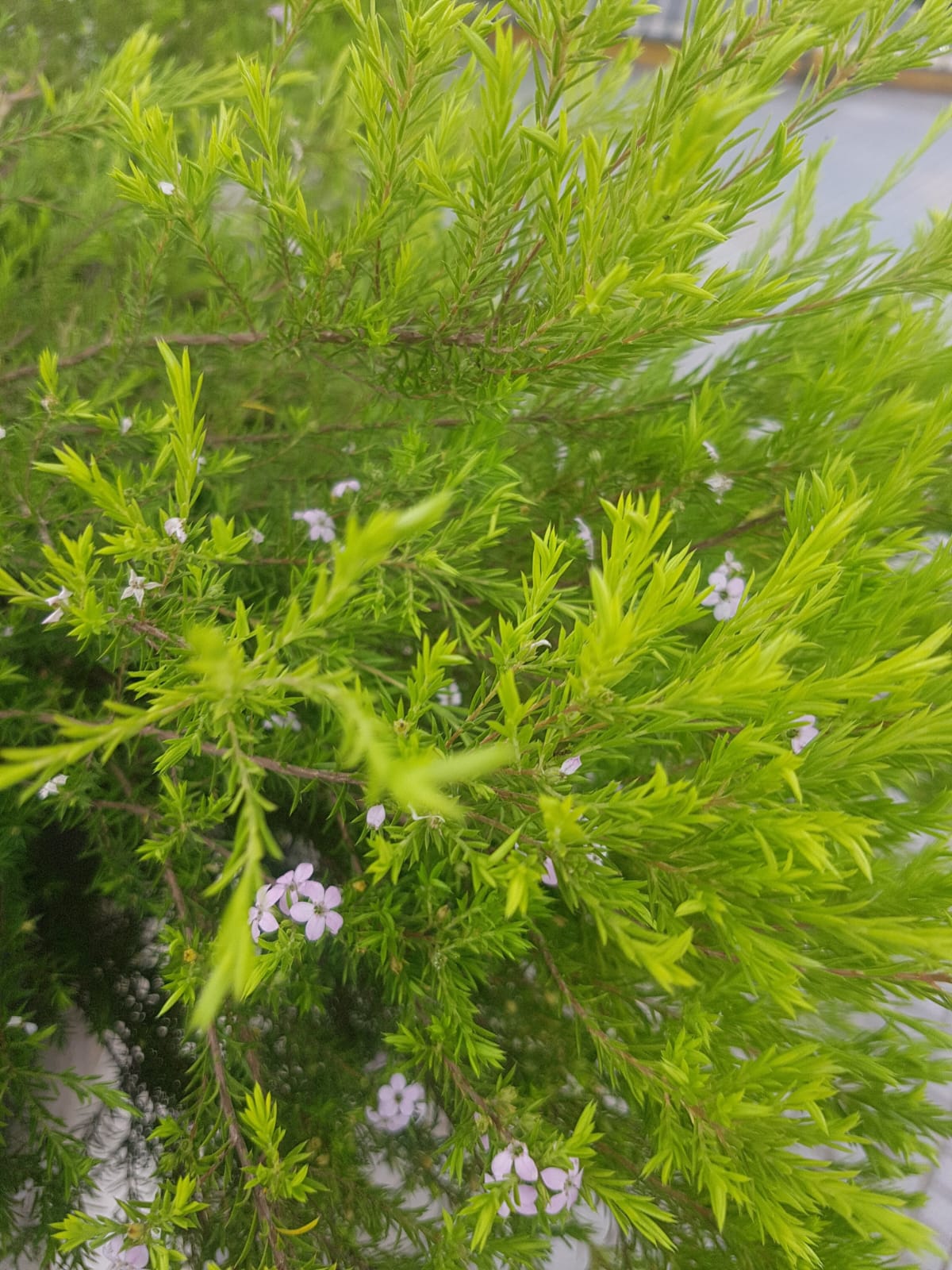 DIOSMAS PULCHELLA - COLEONEMA LIMON