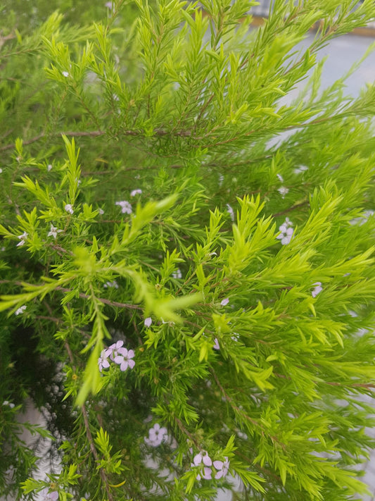 DIOSMAS PULCHELLA - COLEONEMA LIMON