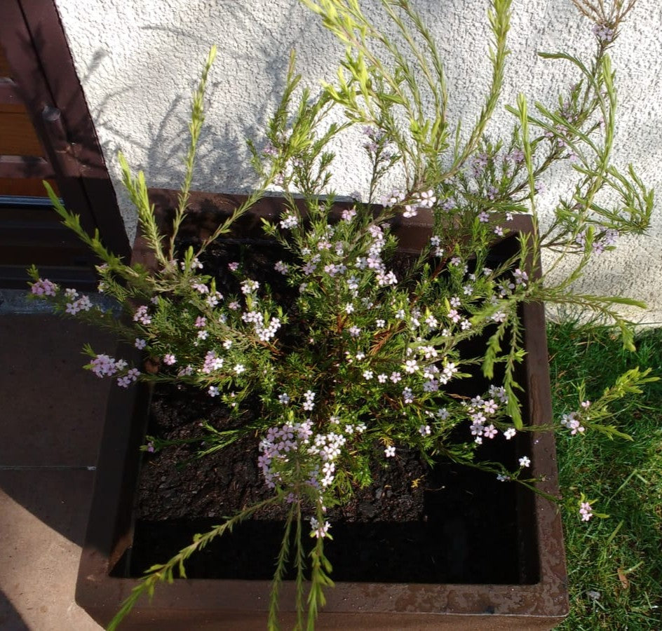 DIOSMAS ARBUSTIVA - DIOSMA ERICOIDES