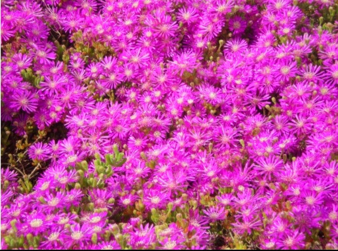 DOQUILLAS - LAMPRANTHUS ROSEUS