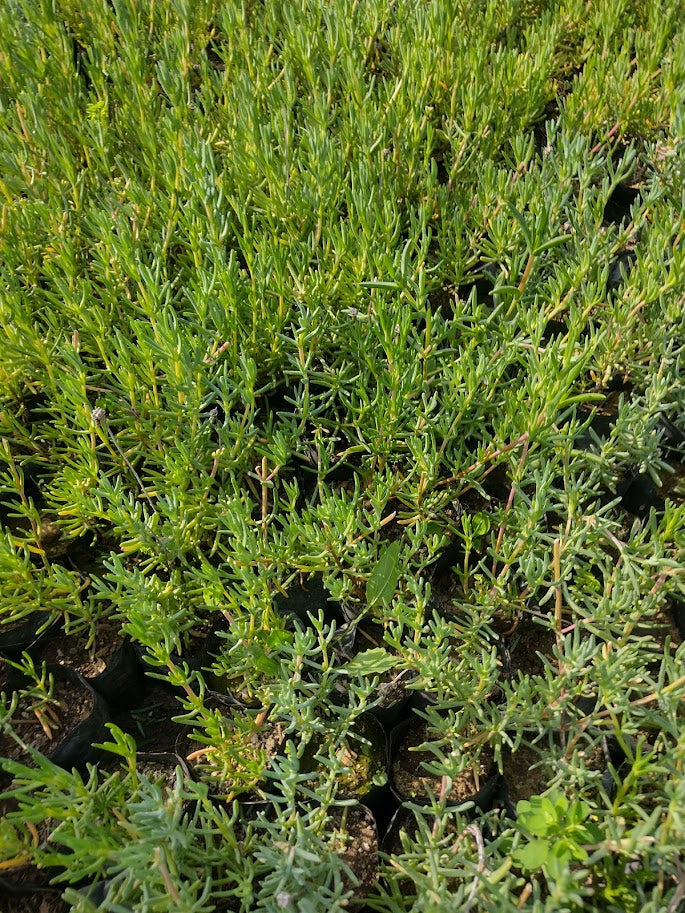 DOQUILLAS - LAMPRANTHUS ROSEUS