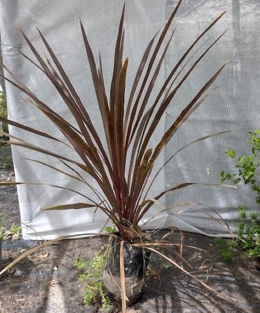 DRACENAS  ROJA - CORDYLINE AUSTRALIS PURPUREA   1,00
