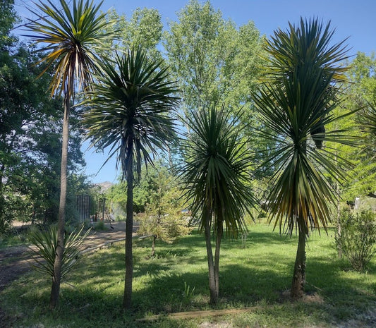 DRACENAS VERDE - CORDYLINE AUSTRALIS  1,00
