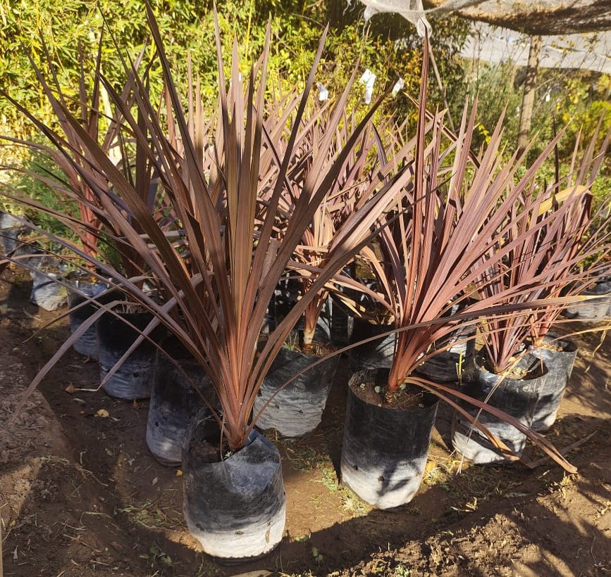 DRACENAS  ROJA - CORDYLINE AUSTRALIS PURPUREA   1,00