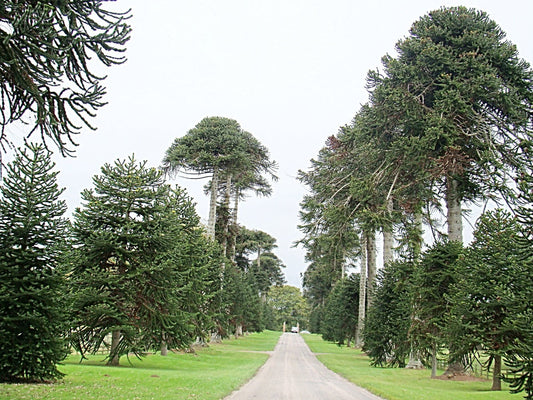 ARAUCARIA CHILENA - ARAUCANA 0,20