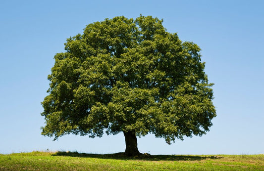 ENCINO - QUERCUS  ROBUR 2,00 - 2,50