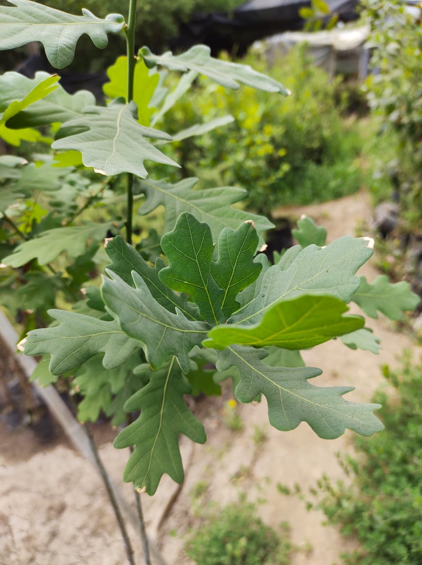 ENCINO - QUERCUS  ROBUR 2,00 - 2,50