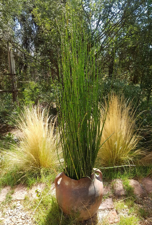 EQUISETUM HYEMALE 1,00 A 1,20 M