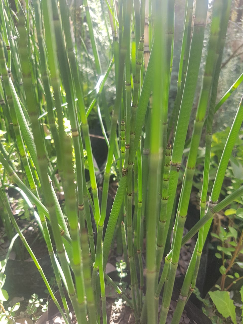 EQUISETUM HYEMALE 1,00 A 1,20 M