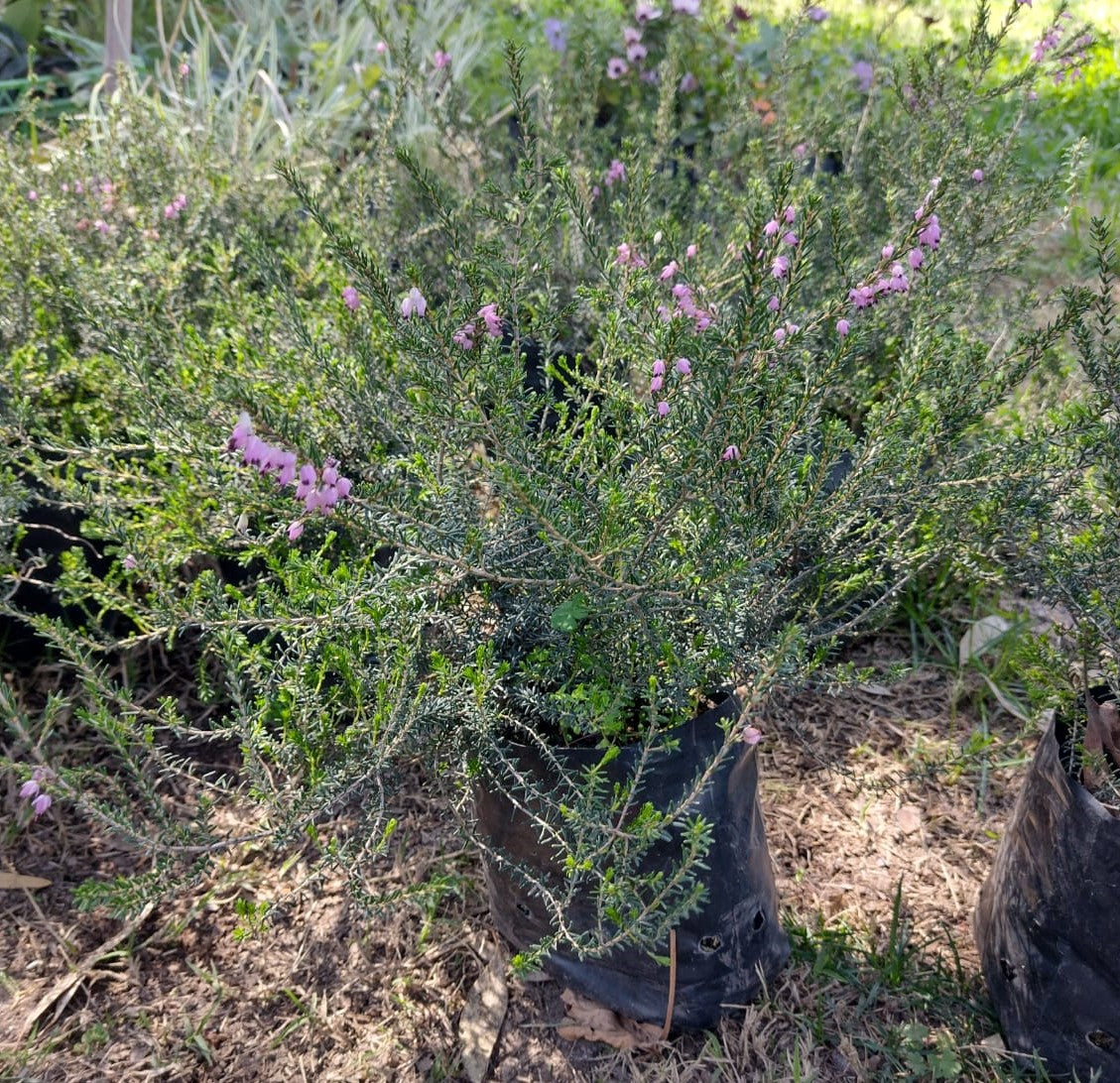 ERICA DE INVIERNO- ERICA CARNEA 0,20