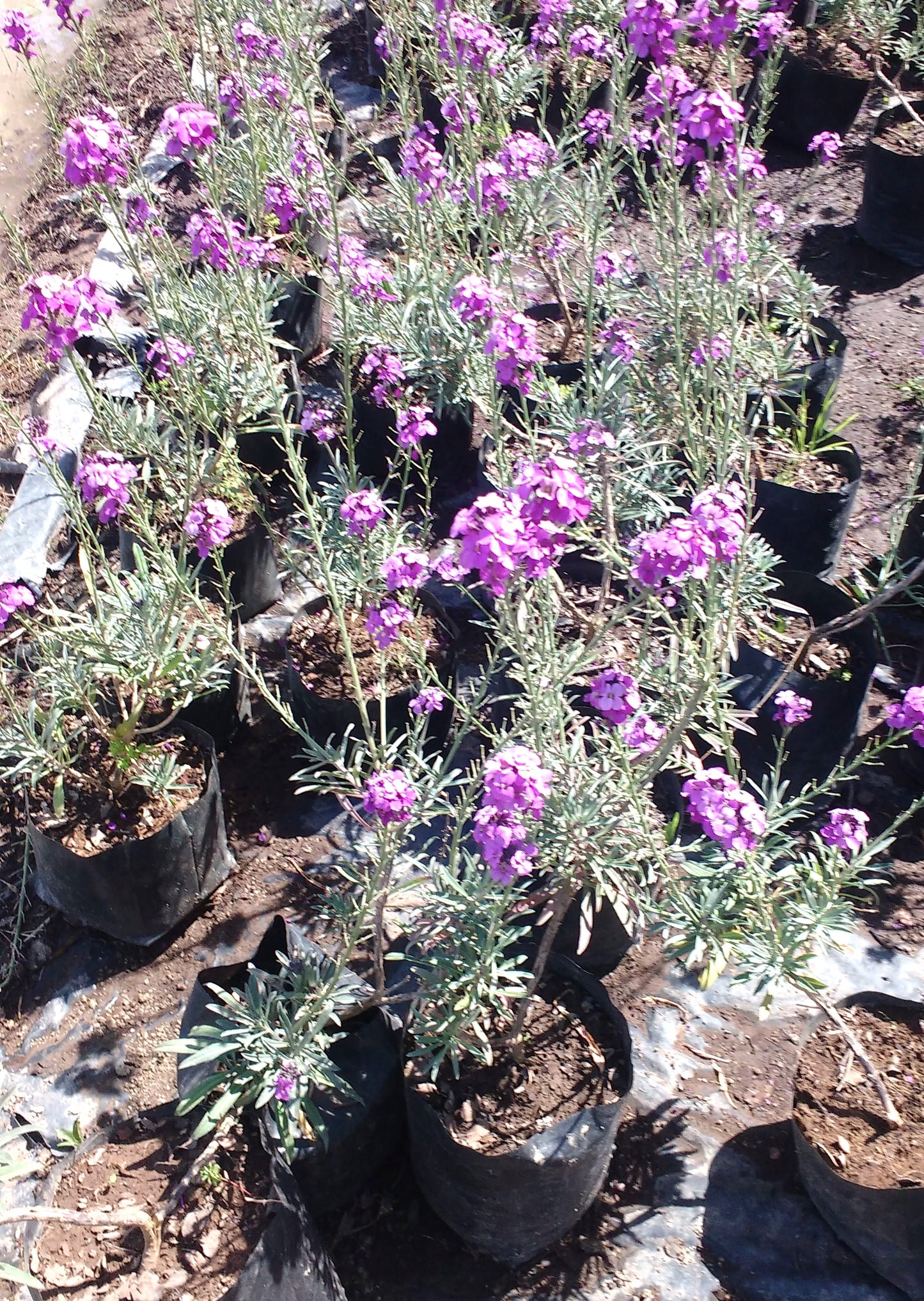 ERYSIMO - ERYSIMUM LINIFOLIUM 30 CM