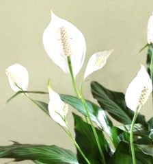 ESPATIOFILO - CUNA DE MOISES - SPATHIPHYLLUM