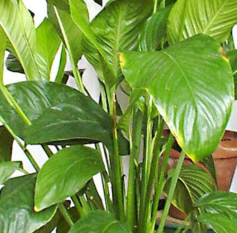 ESPATIOFILO - CUNA DE MOISES - SPATHIPHYLLUM