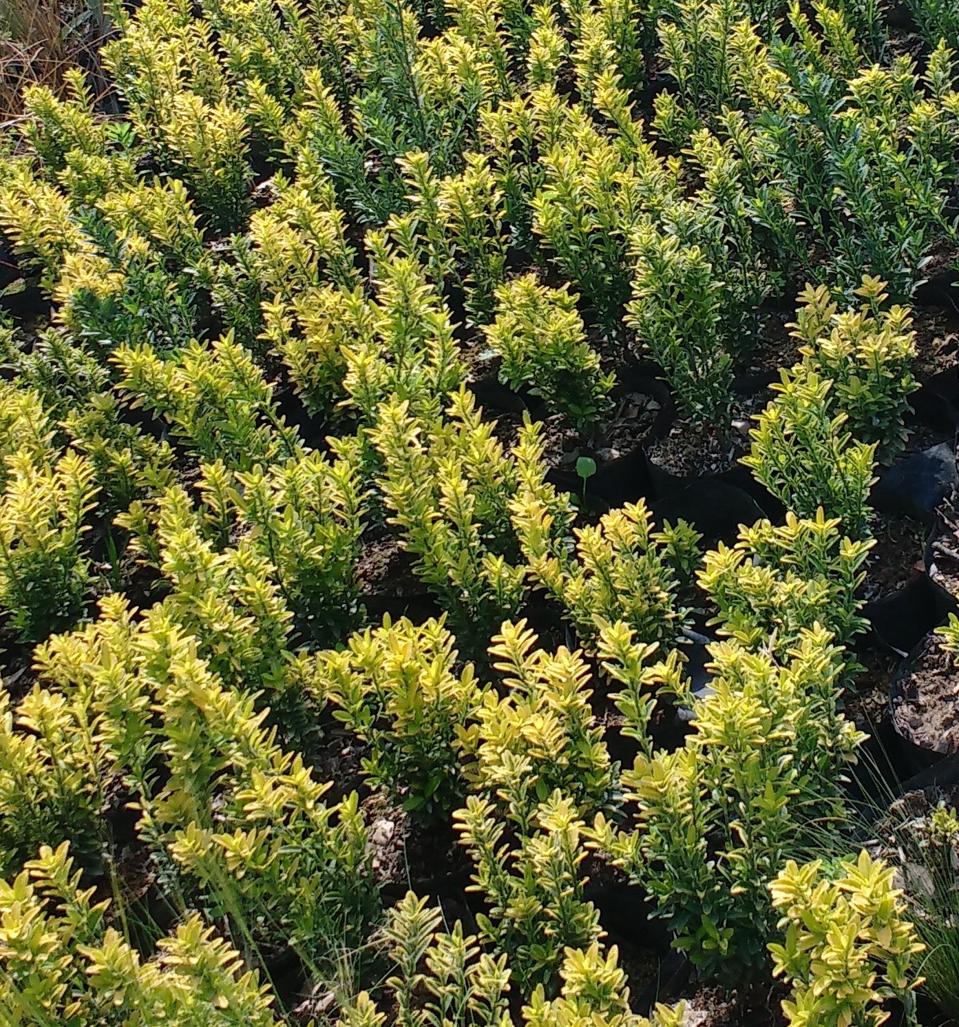 EVONIMO ENANO PUNTA AMARILLA - EUONYMUS MYCROPHILLA AUREA  20 A 30 CM