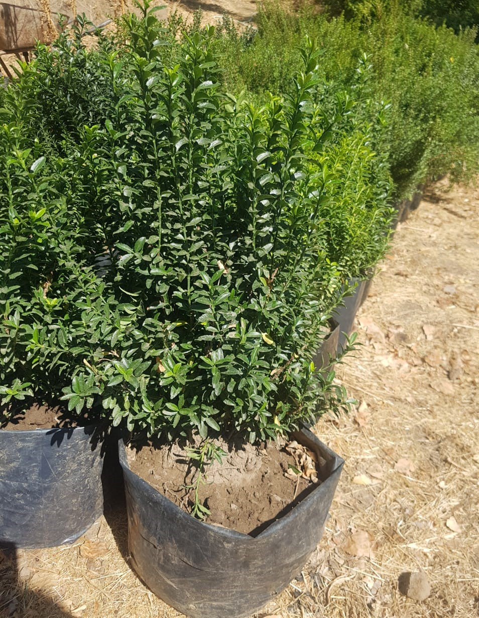 EVONIMO VERDE ENANO - EUONYMUS MYCROPHILLA  20 A 30 CM
