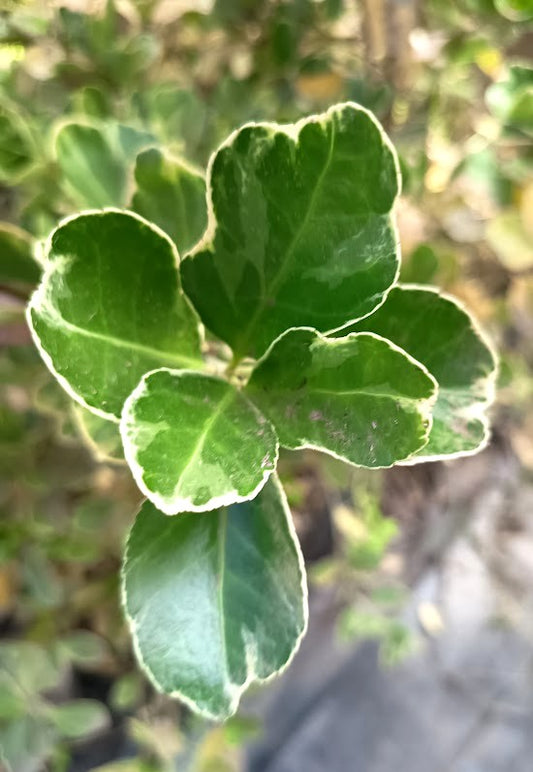 EVONIMO FORTUNEII - EUONYMUS FORTUNEI 50 A 1,20M