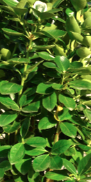 EVONIMO VERDE -EVONYMUS JAPONICUS  50 A 1,00M