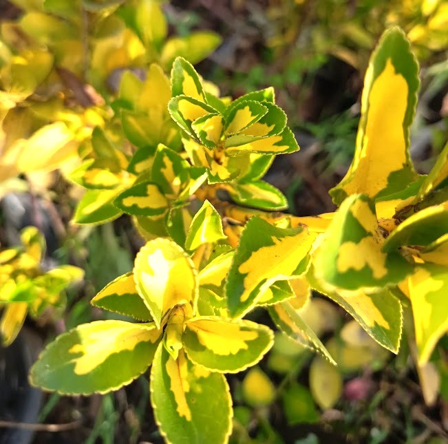 EVONIMO YEMA DE HUEVO-EVONYMUS JAPONICUS VAR. MEDIO PICTUS 50 A 1,20M
